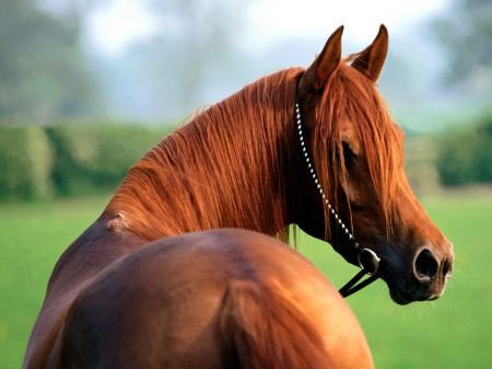 normal_Here_s%20Looking%20at%20You%20Kid%2C%20Arabian.jpg