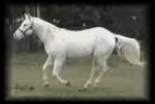 13194585.gif